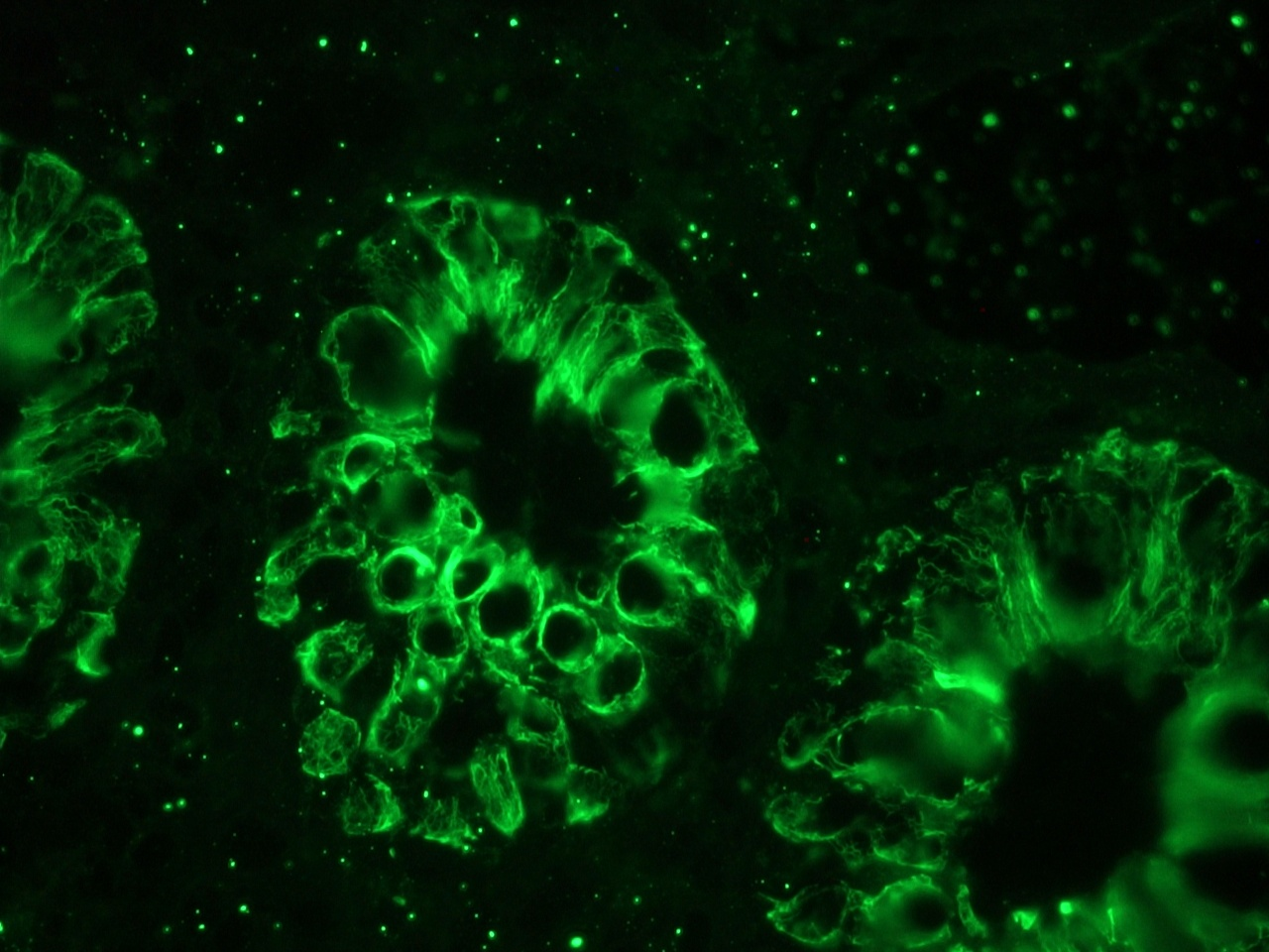  Figure 6. MUB0326P immunofluorescence staining of human colon epithelium.